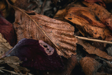autumn leaves in the forest