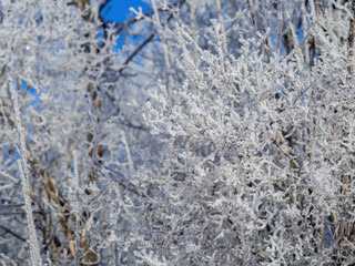 Frost-covered tree branches illuminated by sunlight in a winter landscape