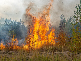 Intense Wildfire Engulfing Forested Area Under Smoke-filled Sky