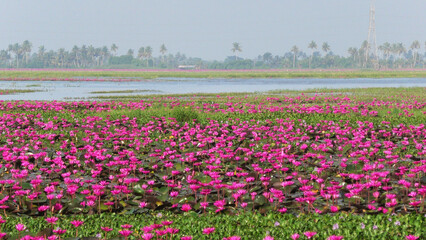 Beautiful pink water lily field at Malarikkal, Kottayam, Kerala, India