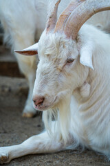 portrait of a goat