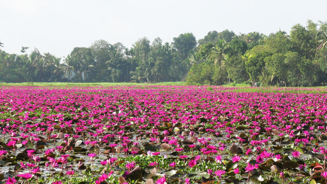 Beautiful pink water lily field at Malarikkal, Kottayam, Kerala, India