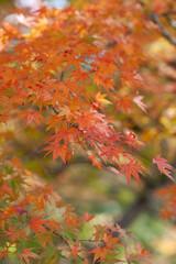 京都の紅葉