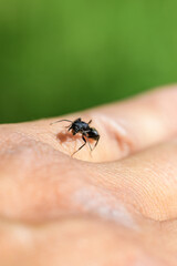 ant on human skin