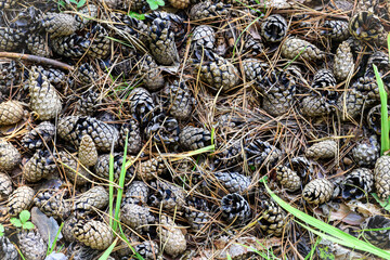 Pine cones on the ground in the forest