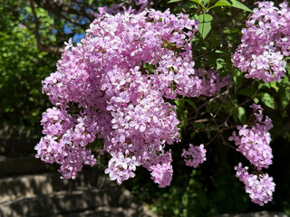 Delicate Lilac flowers in the spring park.