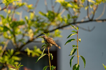 Female house sparrow perched on branch in garden