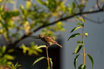 Female house sparrow perched on branch in garden
