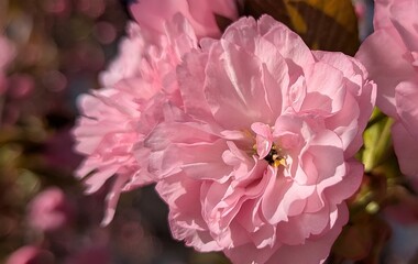 In spring, the cherry tree blossomed. Pink flowers set the mood for the beginning of the year. Its...
