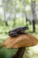 Frog on a mushroom in the autumn forest