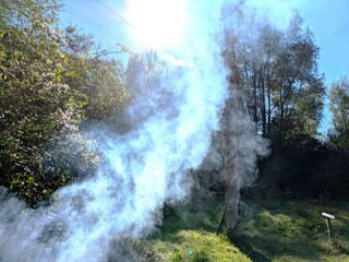 Thick White Smoke Plume Rising from a Fire in a Sunny Forest