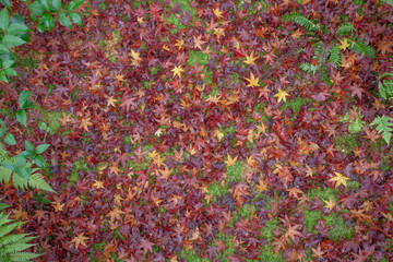 京都光悦寺の紅葉