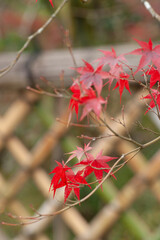 京都光悦寺の紅葉