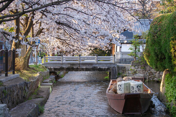 京都高瀬川の桜