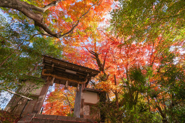京都松ヶ崎大黒天の紅葉03