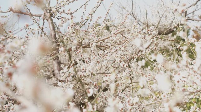 「南部梅林」和歌山県みなべ町 Minabe Bairin &ndash; Japan&rsquo;s Largest Plum Grove in Wakayama