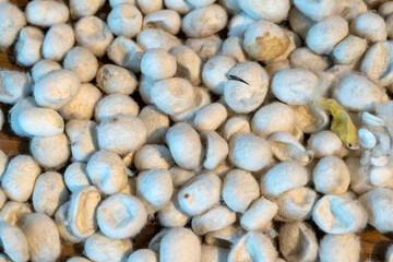 A silkworm cocoon is a protective casing created by silkworms (specifically the larvae of the Bombyx mori moth) during their pupation stage. It's made from a single, continuous strand of silk.