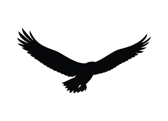 Obraz premium Majestic eagle silhouette in flight majestic bird of prey soaring aerial view symbol of freedom