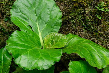 medicinal plant Pashanbhed or Bergenia ligulata