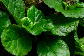 medicinal plant Pashanbhed or Bergenia ligulata