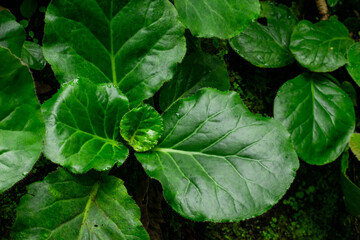 medicinal plant Pashanbhed or Bergenia ligulata