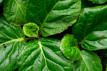 medicinal plant Pashanbhed or Bergenia ligulata