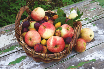 Wicker basket brimming with ripe apples, plums, and other fruits, rests on a weathered wooden table, evoking the abundance of harvest season