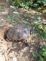 Obraz premium turtle laying eggs 