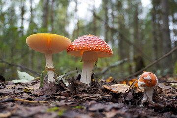 Fly agaric mushrooms growing in forest during autumn