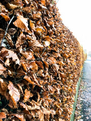 leaf fence, orange maple leaf in hands, autumn, rain, orange leaf, copy space. High quality