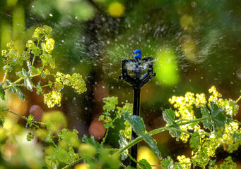 Garden irrigation with an automatic watering system