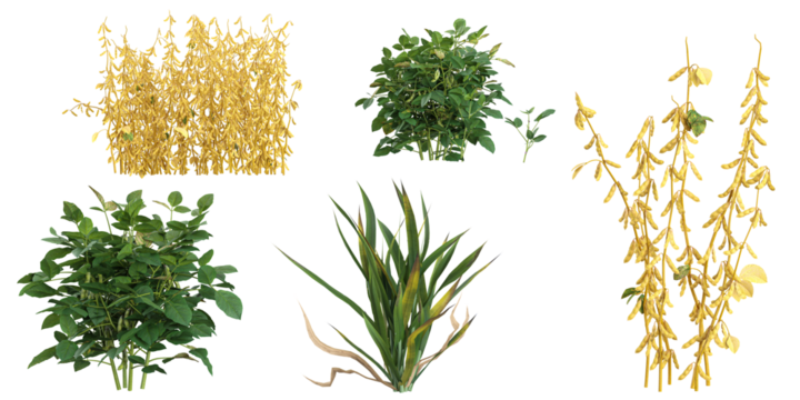 set of Hordeum,Glycine plants on transparent background