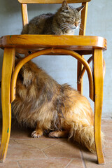 A symbolic scene of friendship and coexistence. A cat sits calmly on a chair, while a dog hides...