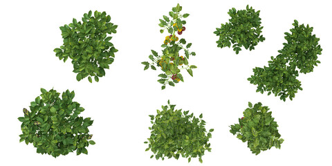 set of Solanum plants on transparent background from the top view © Saifstock