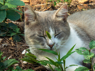 Peaceful Cat Resting Close Up