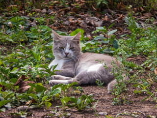 Relaxing Cat Lying Down in Nature