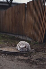 Naklejka premium cat on the fence