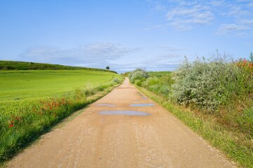 자연 목초 경작 녹색 들판 하늘 구름 아웃도어