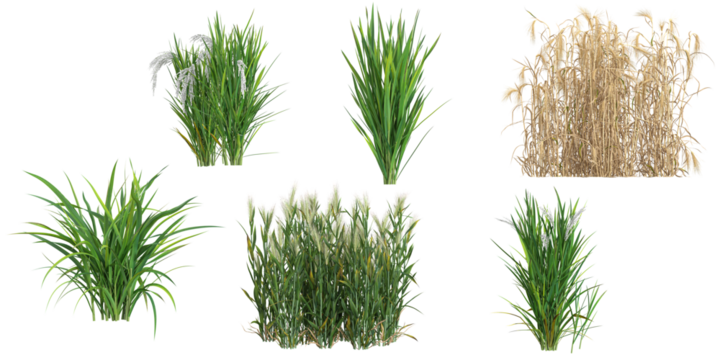 3d illustration of Hordeum plants on transparent background
