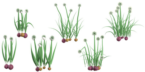 Collection of Allium plants on transparent background