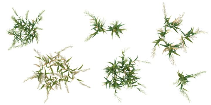 Collection of Avena plants on transparent background from the top view