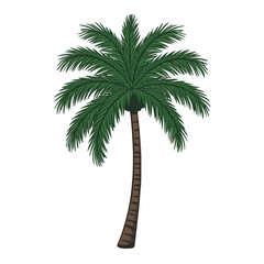 Palm Tree Illustration on White Background