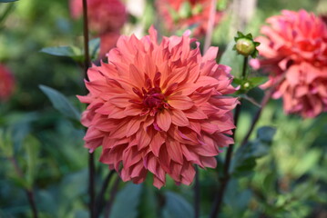 Dahlia rose au jardin en &eacute;t&eacute;