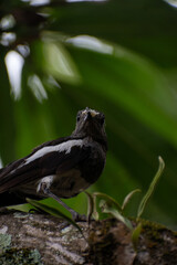 A bird eating food, Oriental magpie-robin