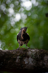 A bird holding a lizard in its mouth, Oriental magpie-robin