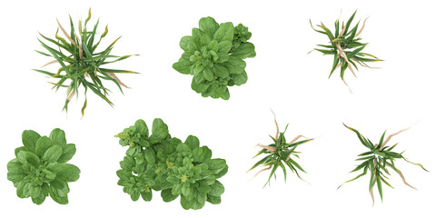 Collection of Spinacia,Triticum plants on transparent background from the top view