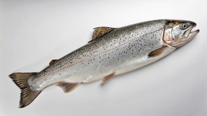 Obraz premium Lake Trout on studio background