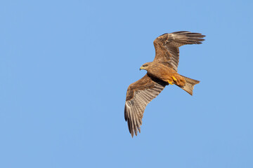 A black kite in flight, also called a firehawk because of its habit of dropping burning sticks from a bushfire to flush out prey, graceful and elegant at Charleville in Queensland, Australia.