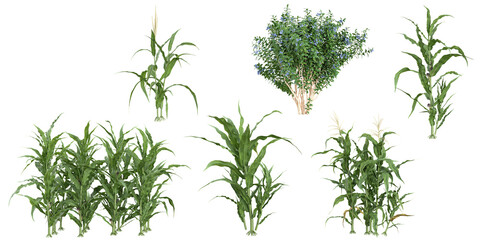Collection of Vaccinium,Zea plants on transparent background