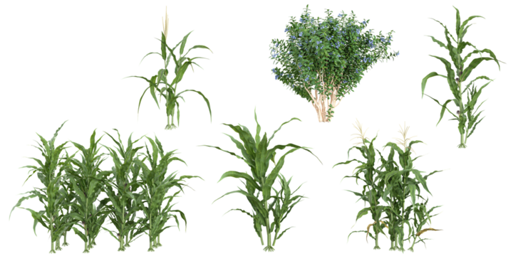 Collection of Vaccinium,Zea plants on transparent background